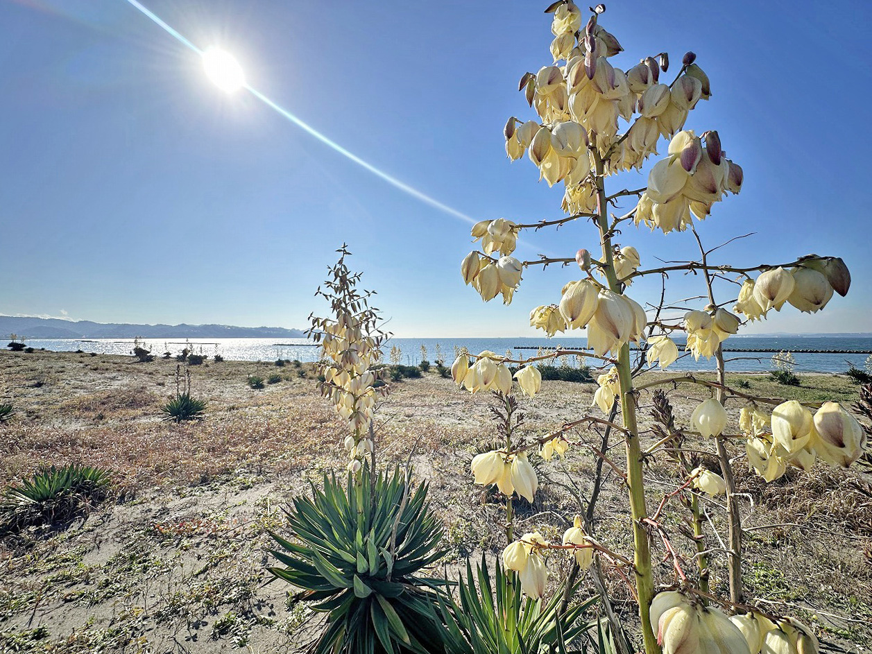 新舞子　海とつながる家